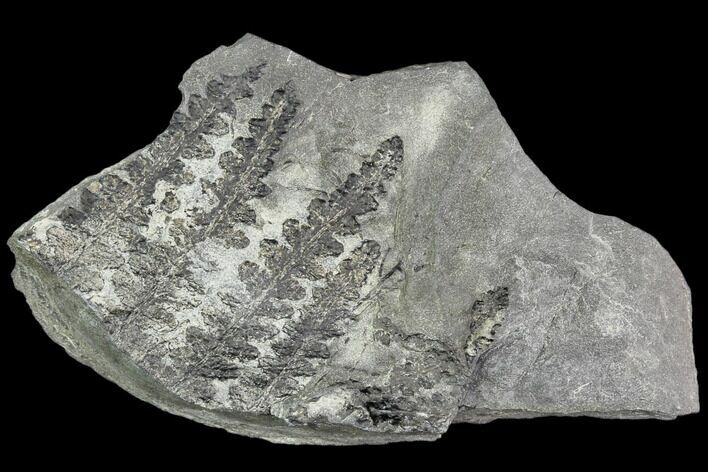Pennsylvanian Fossil Fern (Lyginopteris) - Alabama #112748